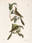 30.The Yellow-billed Cuckoo (Coccyzus americanus). 31. The Black-billed Cuckoo (Coccyzus erythrophthalmus).