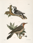 32. The Hairy Woodpecker (Picus villosus). 33. The Golden-winged Woodpecker (Picus auratus).