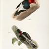 34. The Red-headed Woodpecker (Picus erythrocephalus). 35. The Downy Woodpecker (Picus pubescens).