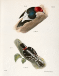 34. The Red-headed Woodpecker (Picus erythrocephalus). 35. The Downy Woodpecker (Picus pubescens).