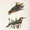 36. The Arctic Woodpecker (Picus arcticus). 37. The Red-bellied Woodpecker (Picus carolinus).
