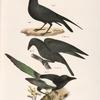 51. The Raven (Corvus corax). 52. The Common Crow (Corvus americanus). 53. The Magpie (Pica caudata).