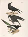 51. The Raven (Corvus corax). 52. The Common Crow (Corvus americanus). 53. The Magpie (Pica caudata).