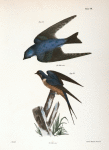 63. The White-bellied Swallow (Hirundo bicolor). 64. The Barn Swallow (Hirundo rufa).