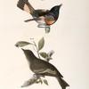 68. The American Redstart (Muscicapa ruticilla). 69. The Wood Pewee (Muscicapa virens).