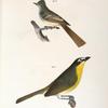 70. The Great-crested Kingbird (Tyrannus crinitus). 71. The Yellow-brested Chat (Icteria viridis).