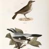 80. The Hermit Thrush (Merula solitaria). 81. The Northern Butcher-bird (Lanius septentrionalis).