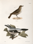 80. The Hermit Thrush (Merula solitaria). 81. The Northern Butcher-bird (Lanius septentrionalis).