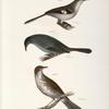 84. The Mocking-bird (Orpheus polyglottus). 85. The Cat-bird (Orpheus carolinensis). 86. The Wood Thrush (Merula mustelina).