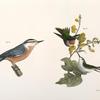 87. The Red-throated Hummingbird, male and female (Trochilus colubris). 88. The Red-bellied Nuthatch (Sitta canadensis).