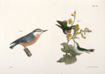 87. The Red-throated Hummingbird, male and female (Trochilus colubris). 88. The Red-bellied Nuthatch (Sitta canadensis).