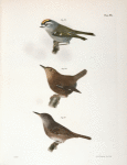 95. The Golden-crested Kinglet (Regulus satrapa). 96. The Winter Wren (Troglodytes hyemalis). 97. The House Wren (Troglodytes ædon).