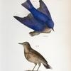 98. The Bluebird (Sialia wilsoni). 99. The American Titlark (Anthus ludovicianus).