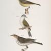 104. The Red-poll Warbler (Sylvicola rubricapilla). 105. The Tennessee Warbler (Vermivora peregrina). 106. The New York Water Thrush (Seiurus noveboracensis).