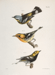 112. The Spotted Warbler (Sylvicola maculosa). 113. The Blackburnian Warbler (Sylvicola blackburniæ). 114. The Black-throated Green Warbler (Sylvicola virens).