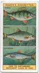 How to Distinguish Different Kinds of Fishes. - 3.