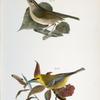124. The Wormeating Warbler (Vermivora pensylvanica0). 125. The Blue-winged Warbler (Vermivora solitaria).