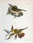 124. The Wormeating Warbler (Vermivora pensylvanica0). 125. The Blue-winged Warbler (Vermivora solitaria).