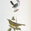 126. The Blue-gray Gnatcatcher (Culicivora cerulea). 127. The Kentucky Warbler (Sylvicola formosa).