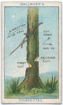 How to Fell a Tree.