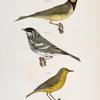 128. The Hooded Warbler (Wilsonia mitrata). 129. The Blackpoll Warbler (Sylvicola striata). 130. The Summer Yellowbird (Sylvicola æstiva).