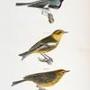 131. The Black-throated Blue Warbler (Sylvicola canadensis). 132. He Cape-May Warbler (Sylvicola maritima). 133. The Nashville Warbler (Syvicola ruficapilla).