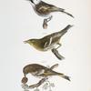 134. The Chestnut-sided Warbler (Sylvicola icterocephala). 135. The Hemlock Warbler (Sylvicola parus). 136. The Pine Finch (Carduelis pinus).