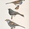 137. The White-crowned Sparrow (Fringilla graminea). 138. The Snowbird (Struthus hyemalis). 139. The White-crowned Sparrow (Fringilla leucophrys).