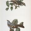 140. The Bay-winged Sparrow (Fringilla graminea). 141. The White-throated Sparrow (Fringilla pensylvanica).