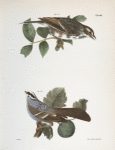 140. The Bay-winged Sparrow (Fringilla graminea). 141. The White-throated Sparrow (Fringilla pensylvanica).