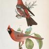 142. The Pine Bulfinch (Corythus enucleator). 143. The Cardinal Grosbeak (Pitylus cardinalis).