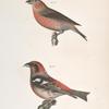 144. The American Crossbill (Loxia americana). 145. The White-winged Crossbill (Loxia leucoptera).