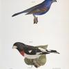 146. The Blue Grosbeak (Coccoborus ceruleus). 147. The Rose-breasted Grosbeak (Coccoborus ludovicianus).