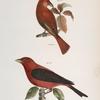148. The Redbird (Pyranga æstiva). 149. The Black-winged Redbird (Pyranga rubra).