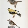 150. The Yellow-winged Bunting (Emberiza passerina). 151. The Yellowbird (Carduelis tristis). 152. The Field Bunting (Emberiza pusilla).