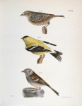 150. The Yellow-winged Bunting (Emberiza passerina). 151. The Yellowbird (Carduelis tristis). 152. The Field Bunting (Emberiza pusilla).