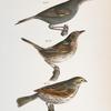 153. The Seaside Finch (Ammodramus maritimus). 154. The Quail-head (Ammodramus caudacutus). 155. The Savannah Bunting (Emberiza savana).