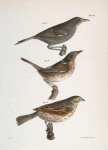 153. The Seaside Finch (Ammodramus maritimus). 154. The Quail-head (Ammodramus caudacutus). 155. The Savannah Bunting (Emberiza savana).