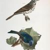 156. The Song Sparrow (Fringilla melodia). 157. The Indigo-bird (Spiza cyanea).