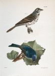 156. The Song Sparrow (Fringilla melodia). 157. The Indigo-bird (Spiza cyanea).