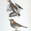 158. The White Snowbird (Pletrophanes nivalis). 159. The Lapland Snowbird (Plectrophanes lapponica).