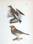 158. The White Snowbird (Pletrophanes nivalis). 159. The Lapland Snowbird (Plectrophanes lapponica).