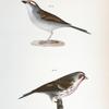 160. The Chip-bird (Pletrophanes socialis). 161. The Lesser Redpoll (Linaria minor).