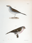 160. The Chip-bird (Pletrophanes socialis). 161. The Lesser Redpoll (Linaria minor).