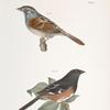 161. The Swamp Finch (Ammodramus palustris). 162. The Chewink (Pipilo erythrophthalmus).