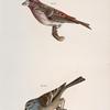 163. The Crested Purple Finch ( Erythrospiza purpurea). 164. The Tree Bunting (Emberiza canadensis).