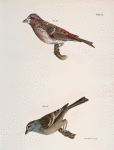 163. The Crested Purple Finch ( Erythrospiza purpurea). 164. The Tree Bunting (Emberiza canadensis).