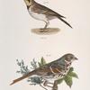 165. The Horned Lark (Alauda cornuta). 166. The Fox-colored Sparrow (Fringilla iliaca).