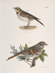 165. The Horned Lark (Alauda cornuta). 166. The Fox-colored Sparrow (Fringilla iliaca).