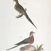166. The Carolina Turtle Dove (Ectopistes carolinensis). 167. Ther Wild Pigeon (Ectopistes migratoria).